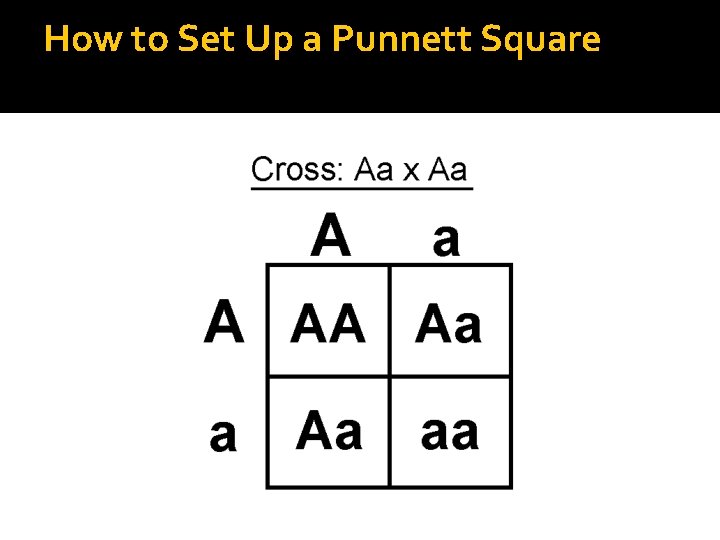 How to Set Up a Punnett Square 