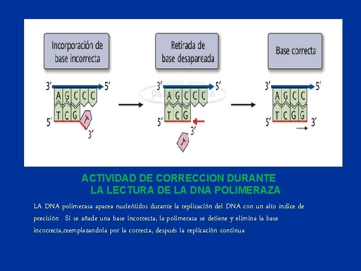 ACTIVIDAD DE CORRECCION DURANTE LA LECTURA DE LA DNA POLIMERAZA LA DNA polimerasa aparea