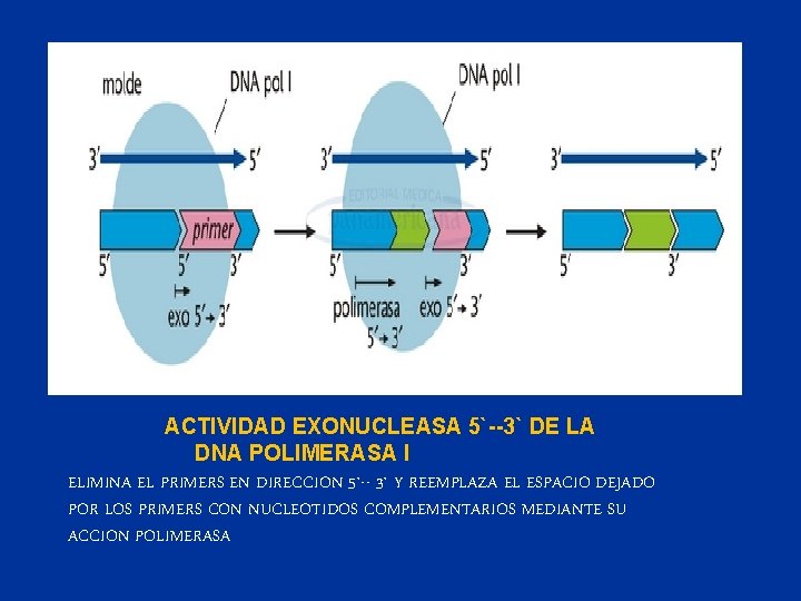 ACTIVIDAD EXONUCLEASA 5`--3` DE LA DNA POLIMERASA I ELIMINA EL PRIMERS EN DIRECCION 5`--
