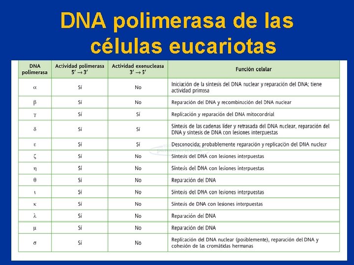 DNA polimerasa de las células eucariotas 