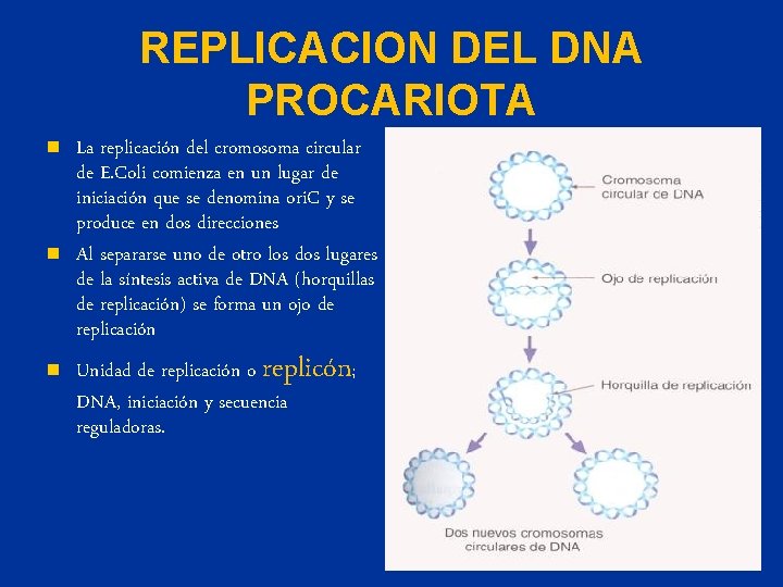 REPLICACION DEL DNA PROCARIOTA n n n La replicación del cromosoma circular de E.