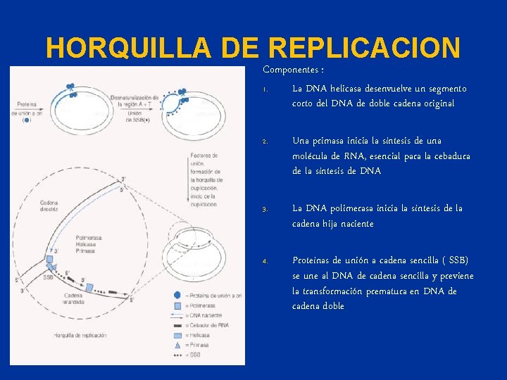 HORQUILLA DE REPLICACION Componentes : 1. La DNA helicasa desenvuelve un segmento corto del