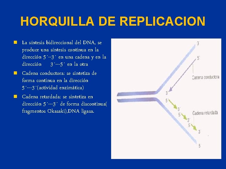 HORQUILLA DE REPLICACION n n n La síntesis bidireccional del DNA, se produce una