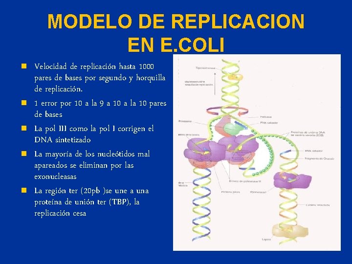 MODELO DE REPLICACION EN E. COLI n n n Velocidad de replicación hasta 1000