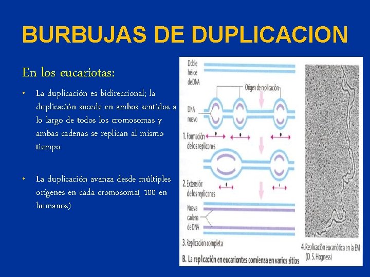 BURBUJAS DE DUPLICACION En los eucariotas: • La duplicación es bidireccional; la duplicación sucede