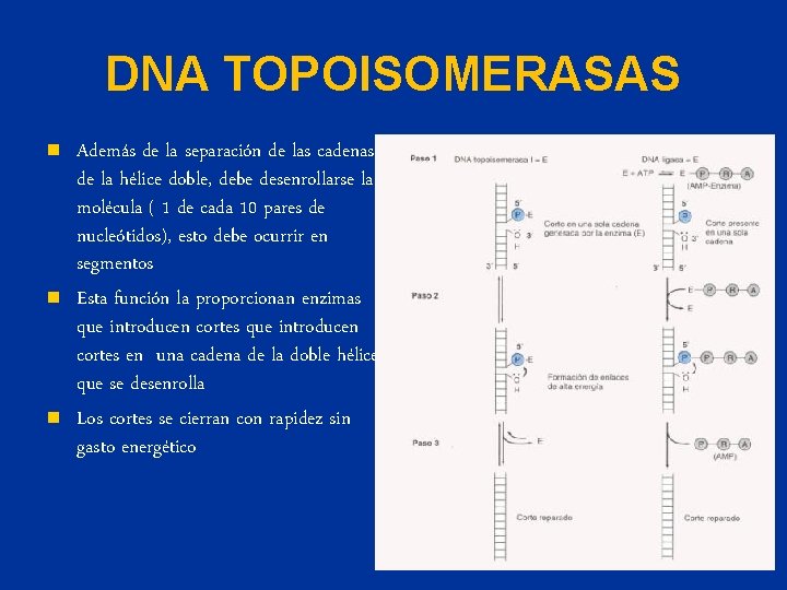 DNA TOPOISOMERASAS n n n Además de la separación de las cadenas de la