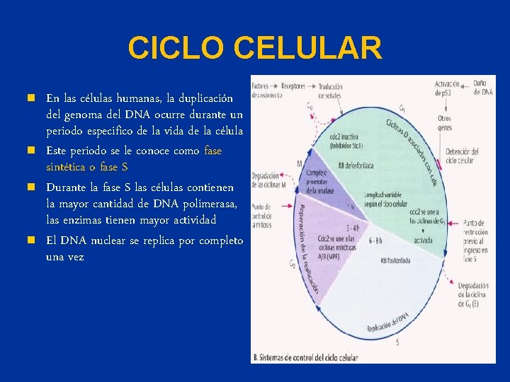 CICLO CELULAR n n En las células humanas, la duplicación del genoma del DNA