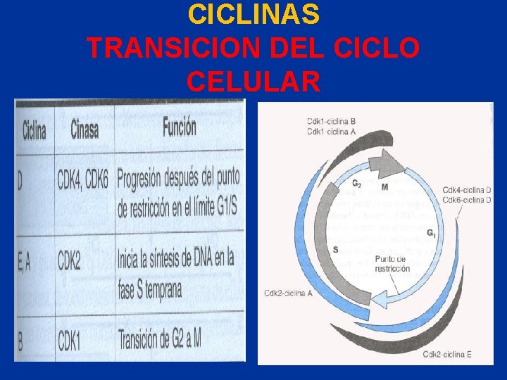 CICLINAS TRANSICION DEL CICLO CELULAR 