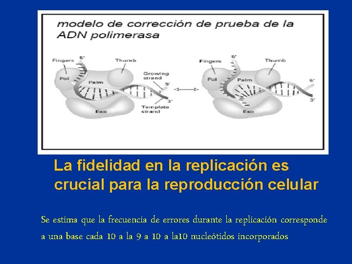 La fidelidad en la replicación es crucial para la reproducción celular Se estima que