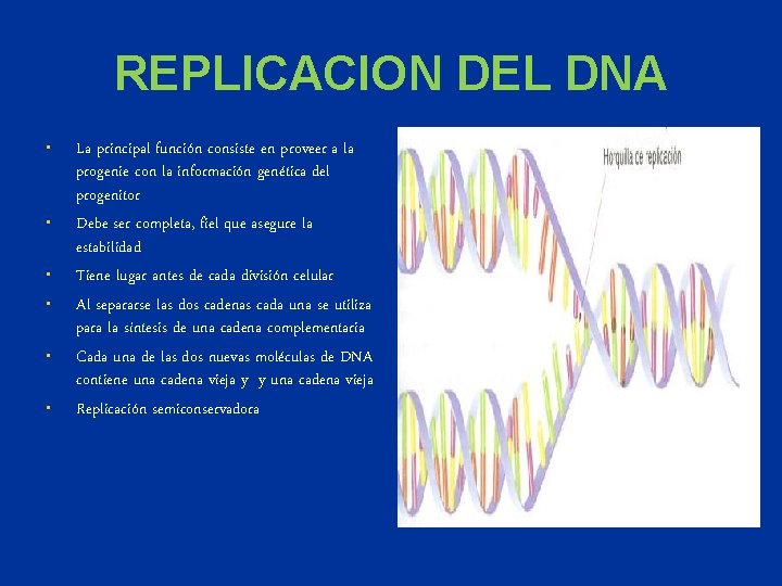 REPLICACION DEL DNA • • • La principal función consiste en proveer a la