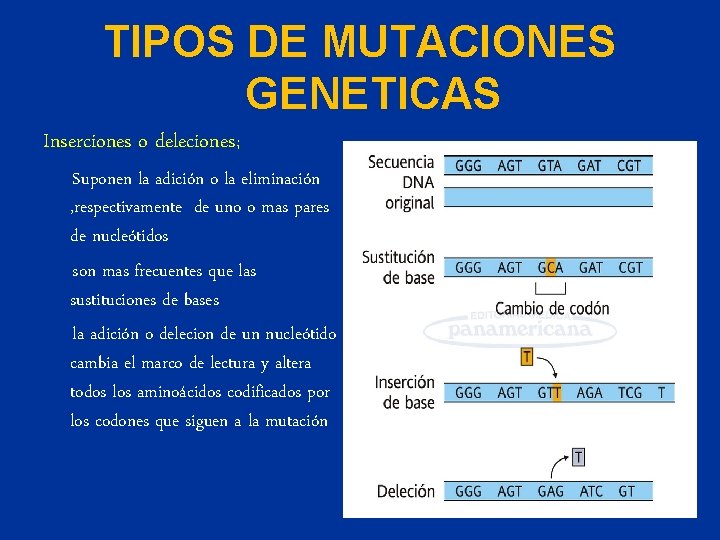 TIPOS DE MUTACIONES GENETICAS Inserciones o deleciones; Suponen la adición o la eliminación ,