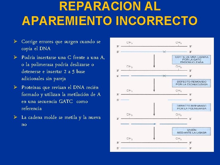 REPARACION AL APAREMIENTO INCORRECTO Ø Ø Corrige errores que surgen cuando se copia el