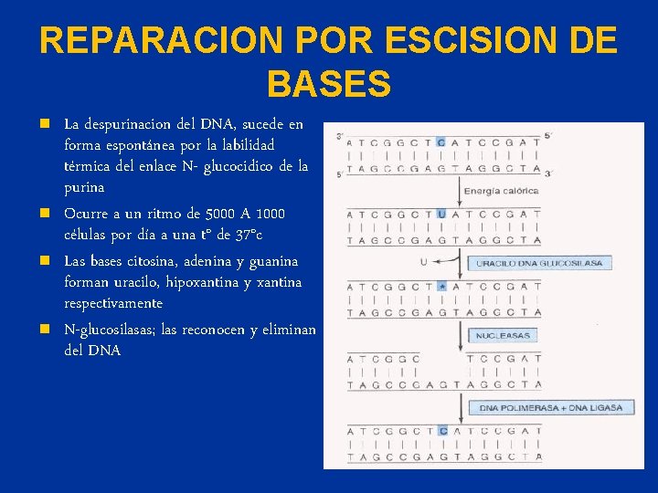 REPARACION POR ESCISION DE BASES n n La despurinacion del DNA, sucede en forma