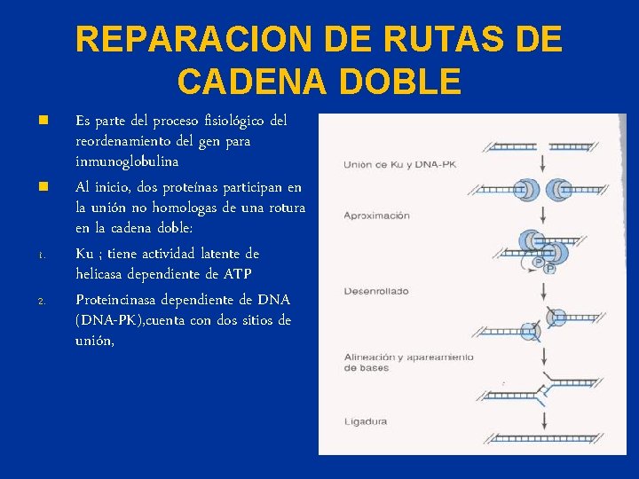 REPARACION DE RUTAS DE CADENA DOBLE n n 1. 2. Es parte del proceso