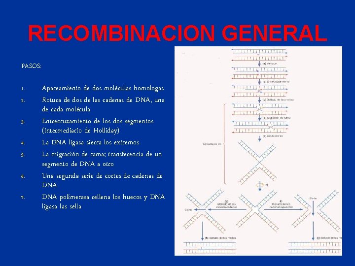 RECOMBINACION GENERAL PASOS: 1. 2. 3. 4. 5. 6. 7. Apareamiento de dos moléculas