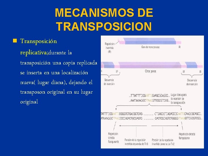 MECANISMOS DE TRANSPOSICION n Transposición replicativa; durante la transposición una copia replicada se inserta