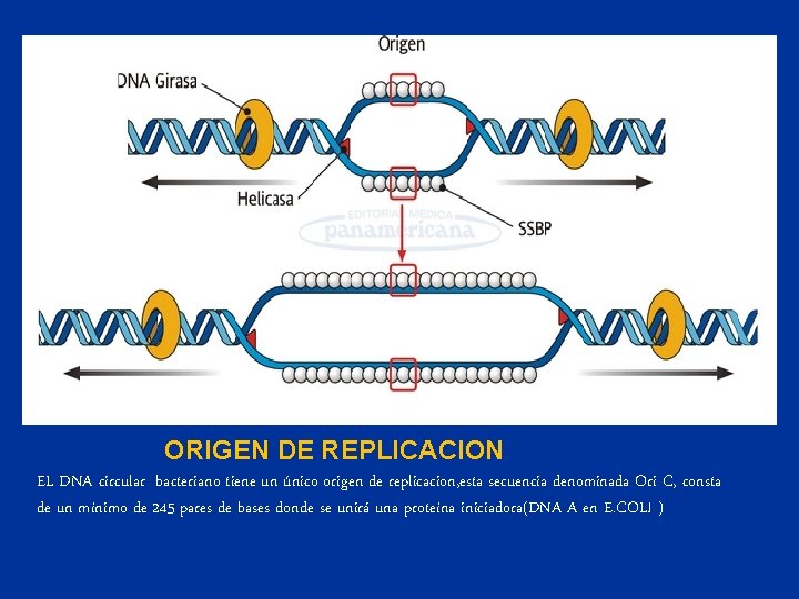 ORIGEN DE REPLICACION EL DNA circular bacteriano tiene un único origen de replicacion, esta