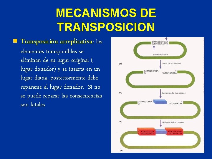 MECANISMOS DE TRANSPOSICION n Transposición arreplicativa: los elementos transponibles se eliminan de su lugar