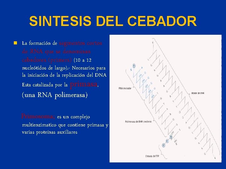 SINTESIS DEL CEBADOR n La formación de segmentos cortos de RNA que se denominan