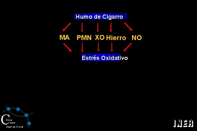 Humo de Cigarro MA PMN XO Hierro NO Estrés Oxidativo C línica para Dejar