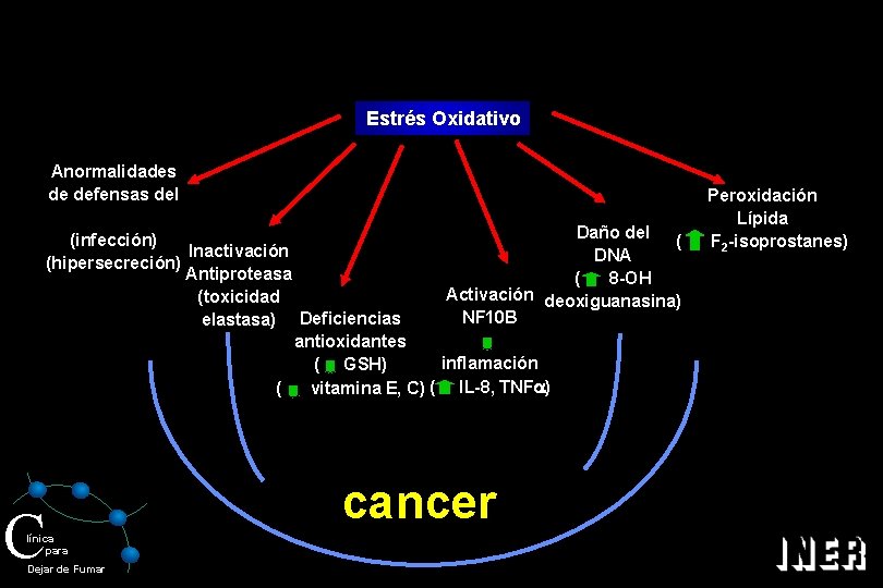 Estrés Oxidativo Anormalidades de defensas del Daño del (infección) ( Inactivación DNA (hipersecreción) Antiproteasa