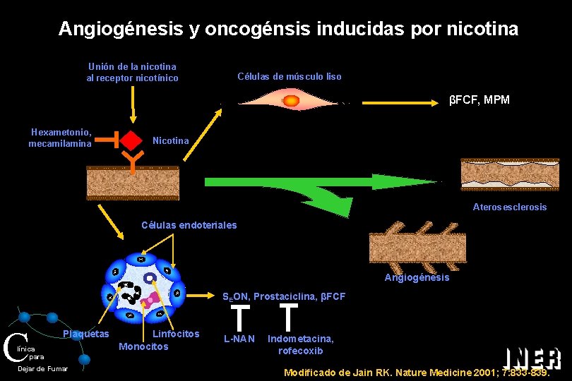 Angiogénesis y oncogénsis inducidas por nicotina Unión de la nicotina al receptor nicotínico Células