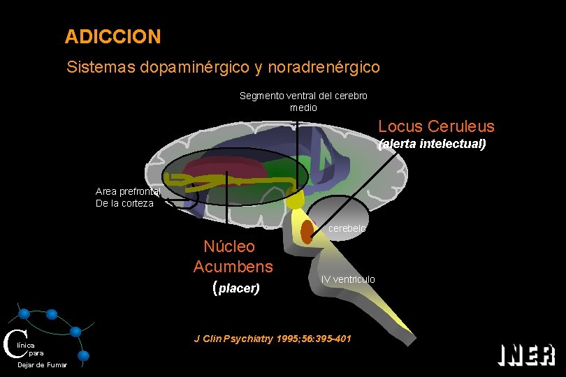 ADICCION Sistemas dopaminérgico y noradrenérgico Segmento ventral del cerebro medio Locus Ceruleus (alerta intelectual)
