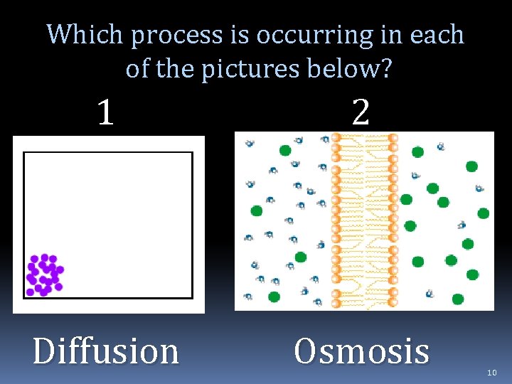 Which process is occurring in each of the pictures below? 1 2 Diffusion Osmosis