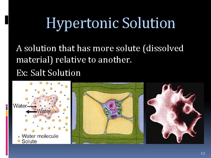 Hypertonic Solution A solution that has more solute (dissolved material) relative to another. Ex: