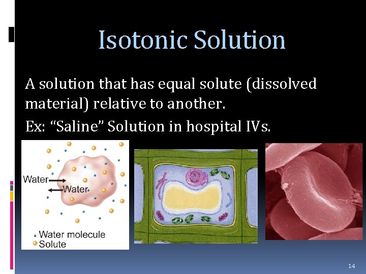 Isotonic Solution A solution that has equal solute (dissolved material) relative to another. Ex:
