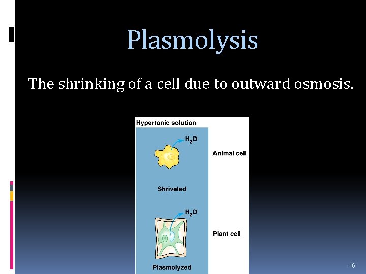 Plasmolysis The shrinking of a cell due to outward osmosis. 16 
