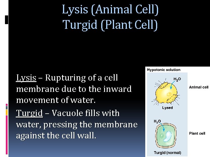 Lysis (Animal Cell) Turgid (Plant Cell) Lysis – Rupturing of a cell membrane due