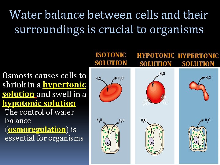 Water balance between cells and their surroundings is crucial to organisms ISOTONIC SOLUTION HYPOTONIC
