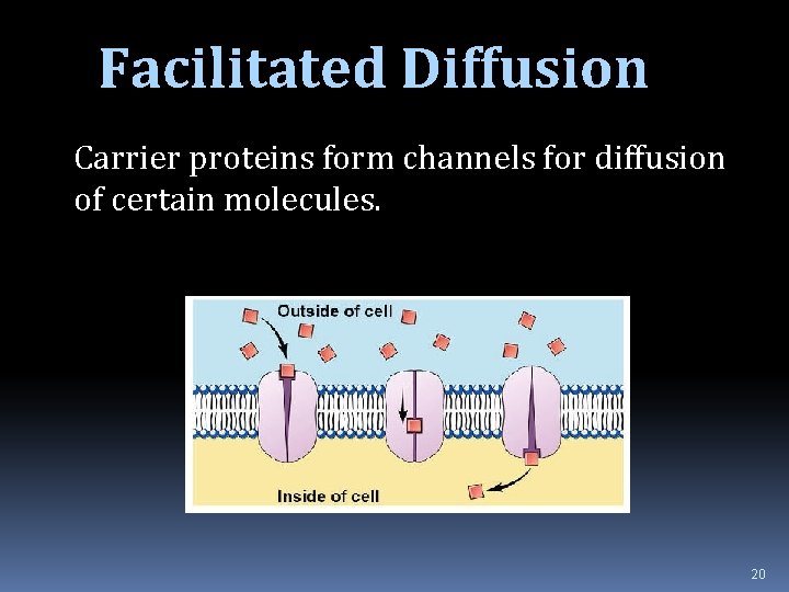 Facilitated Diffusion Carrier proteins form channels for diffusion of certain molecules. 20 