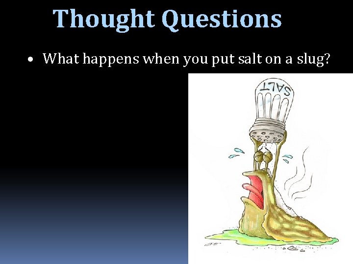 Thought Questions • What happens when you put salt on a slug? 21 