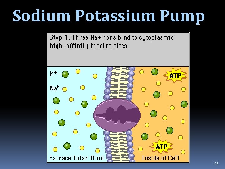 Sodium Potassium Pump 25 