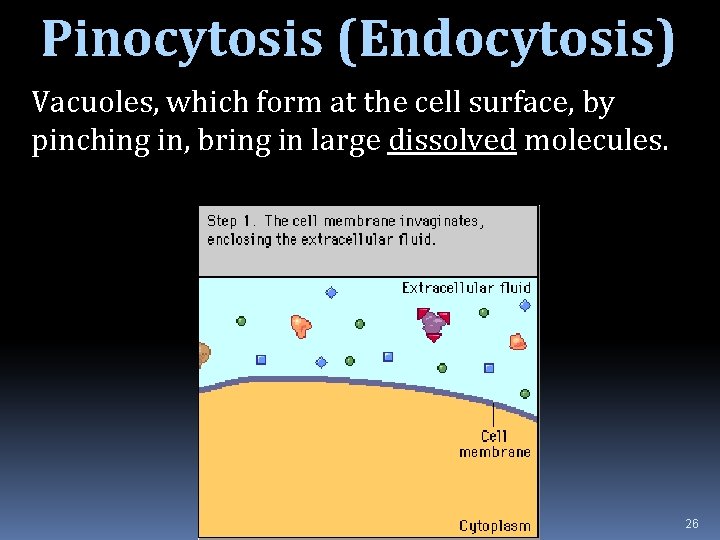 Pinocytosis (Endocytosis) Vacuoles, which form at the cell surface, by pinching in, bring in