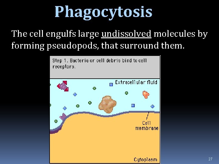 Phagocytosis The cell engulfs large undissolved molecules by forming pseudopods, that surround them. 27