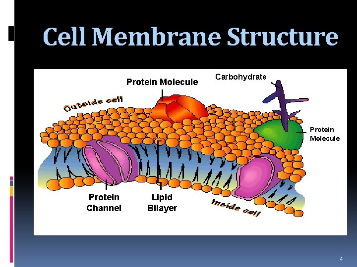 Cell Membrane Structure Protein Molecule Carbohydrate Protein Molecule Protein Channel Lipid Bilayer 4 