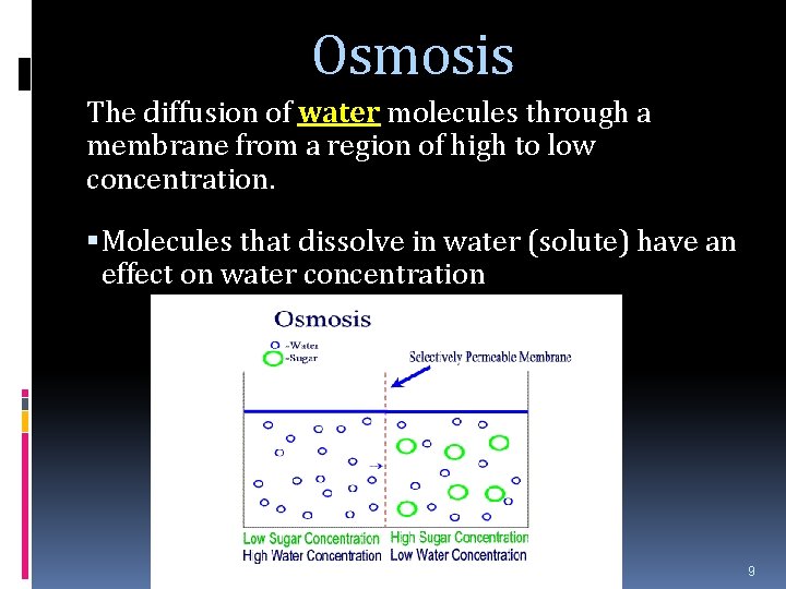Osmosis The diffusion of water molecules through a membrane from a region of high