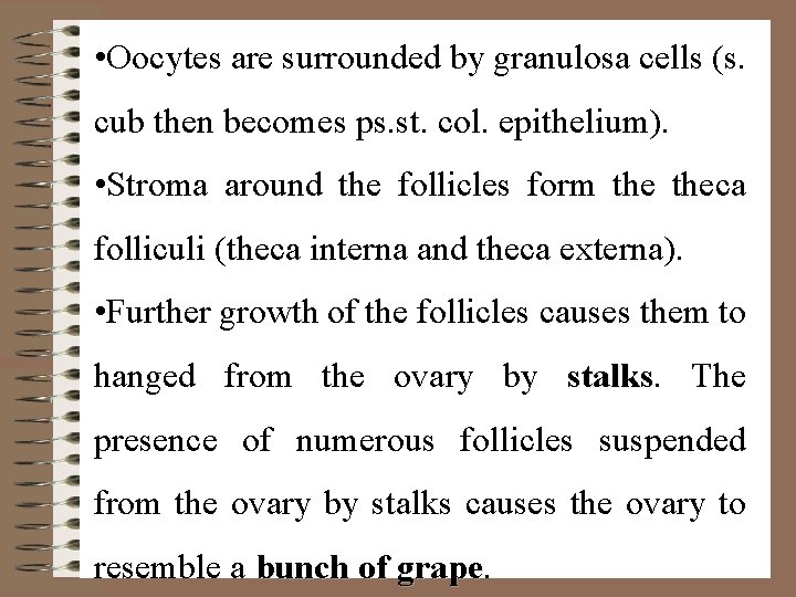  • Oocytes are surrounded by granulosa cells (s. cub then becomes ps. st.