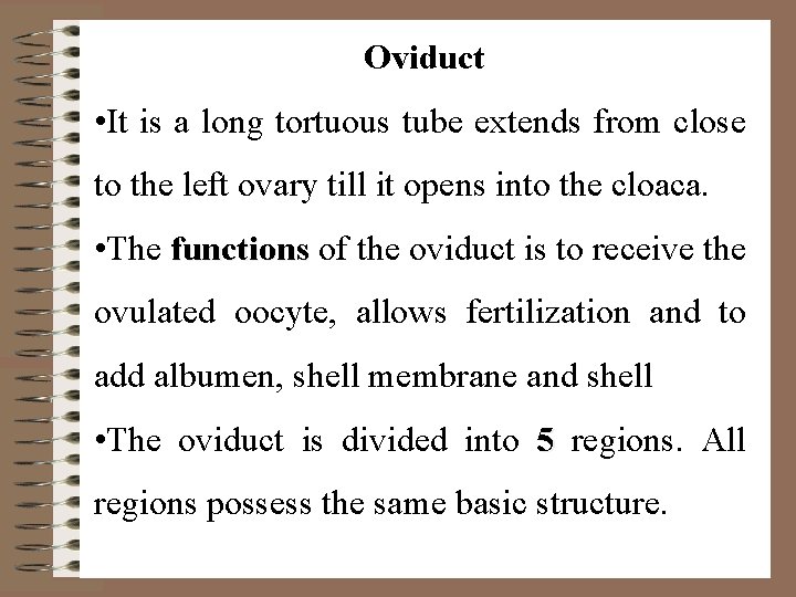 Oviduct • It is a long tortuous tube extends from close to the left