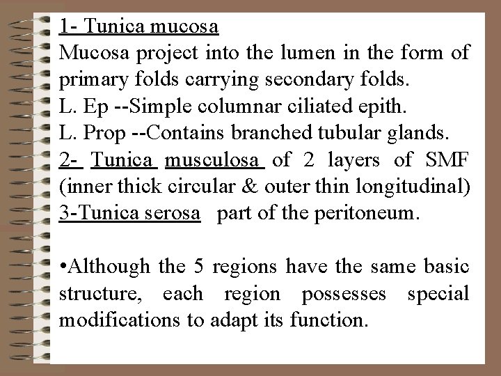 1 - Tunica mucosa Mucosa project into the lumen in the form of primary