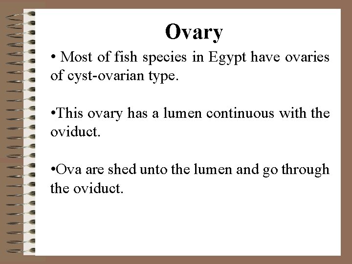 Ovary • Most of fish species in Egypt have ovaries of cyst-ovarian type. •