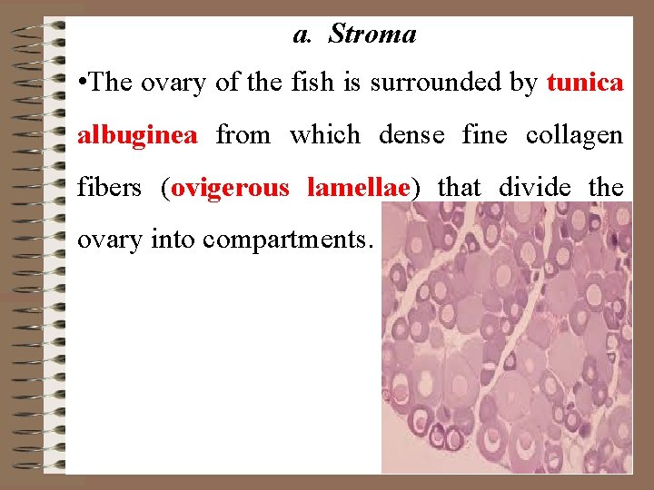 a. Stroma • The ovary of the fish is surrounded by tunica albuginea from