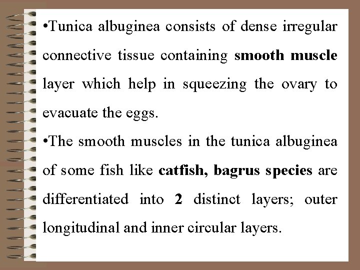  • Tunica albuginea consists of dense irregular connective tissue containing smooth muscle layer