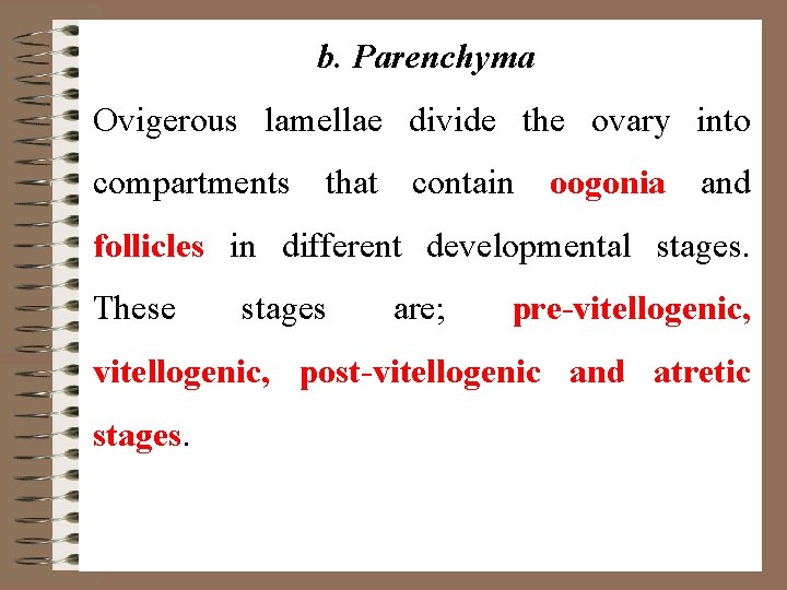b. Parenchyma Ovigerous lamellae divide the ovary into compartments that contain oogonia and follicles