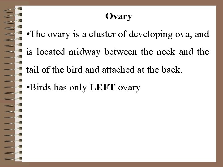 Ovary • The ovary is a cluster of developing ova, and is located midway