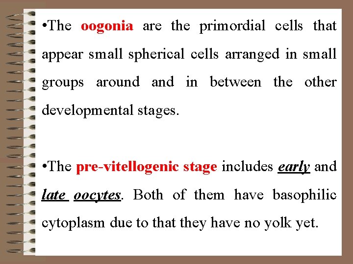  • The oogonia are the primordial cells that appear small spherical cells arranged