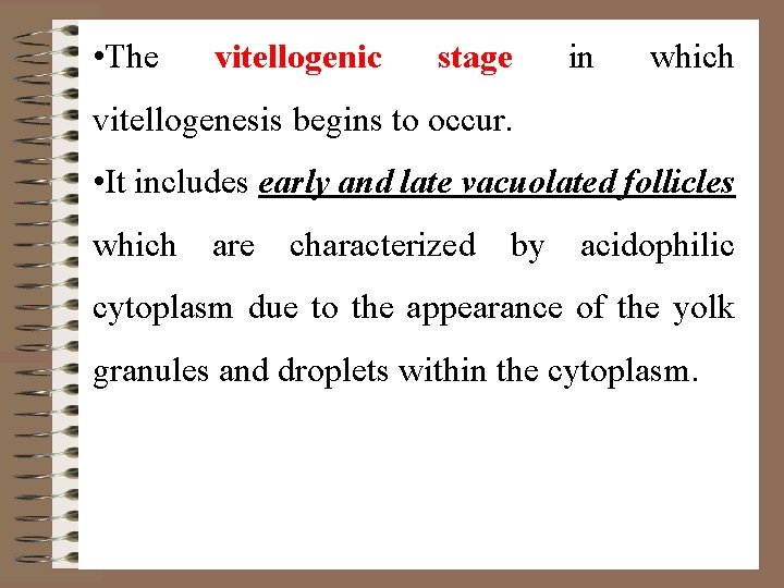  • The vitellogenic stage in which vitellogenesis begins to occur. • It includes